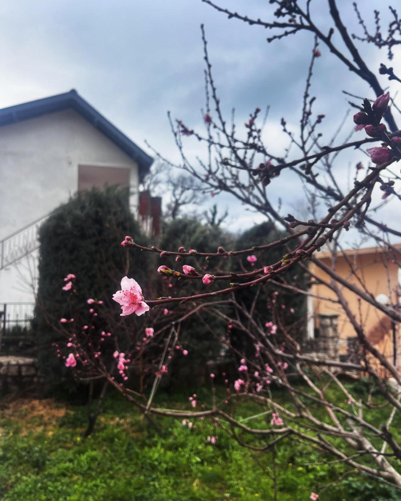 Apartments In Villa Viktoria Sutomore Luaran gambar